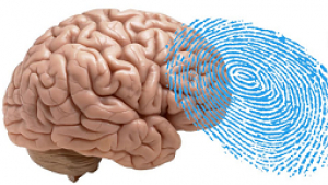 Fingerprints in the brain