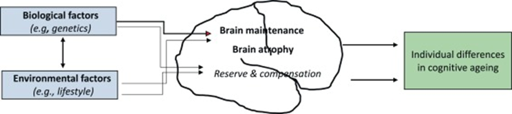 Cognitive and Computational Neuroscience billede Ageing