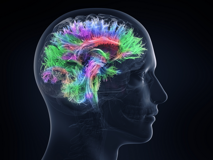 Brain